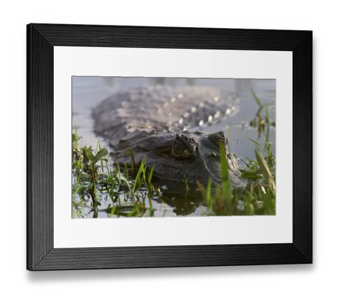 Framed Print : Yacare (Caiman yacare) in shallow water, Ibera Wetlands Provincial Nature Reserve, Corrientes, Argentina Framed Print : Yacare (Caiman yacare) in shallow water, Ibera Wetlands Provincial Nature Reserve, Corrientes, Argentina