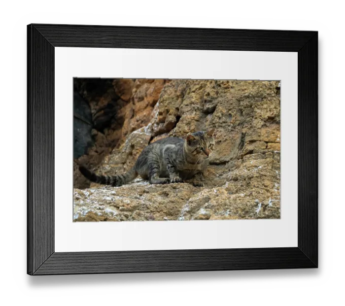 Framed Print : Feral cat (Felis catus) stting on rocks, Punta Vicente Roca, Isabela Island, Galapagos Islands. May Framed Print : Feral cat (Felis catus) stting on rocks, Punta Vicente Roca, Isabela Island, Galapagos Islands. May