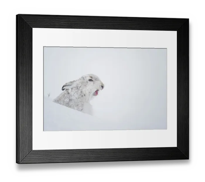 Framed Print : Mountain hare (Lepus timidus) in winter coat, yawning after waking up in deep snow, Cairngorms National Park, Scotland, UK. February Framed Print : Mountain hare (Lepus timidus) in winter coat, yawning after waking up in deep snow, Cairngorms National Park, Scotland, UK. February