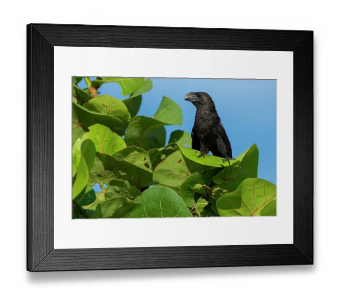 Framed Print : Smooth-billed ani (Crotophaga ani) perched in a Seagrape (Coccoloba uvifera) tree, Grand Cayman, Cayman Island, British West Indies Framed Print : Smooth-billed ani (Crotophaga ani) perched in a Seagrape (Coccoloba uvifera) tree, Grand Cayman, Cayman Island, British West Indies