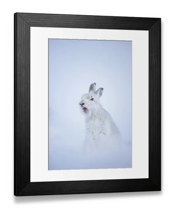 Framed Print : Mountain hare (Lepus timidus) in winter coat, yawning after waking up, Cairngorms National Park, Scotland, UK. February Framed Print : Mountain hare (Lepus timidus) in winter coat, yawning after waking up, Cairngorms National Park, Scotland, UK. February