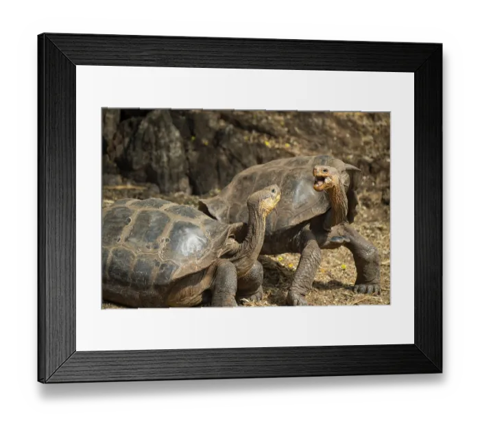Framed Print : Two Floreana giant tortoises hybrid descendant (Chelonoidis elephantopus) in confrontation, National Park Breeding Center, Santa Cruz Island, Galapagos Islands. Captive Framed Print : Two Floreana giant tortoises hybrid descendant (Chelonoidis elephantopus) in confrontation, National Park Breeding Center, Santa Cruz Island, Galapagos Islands. Captive