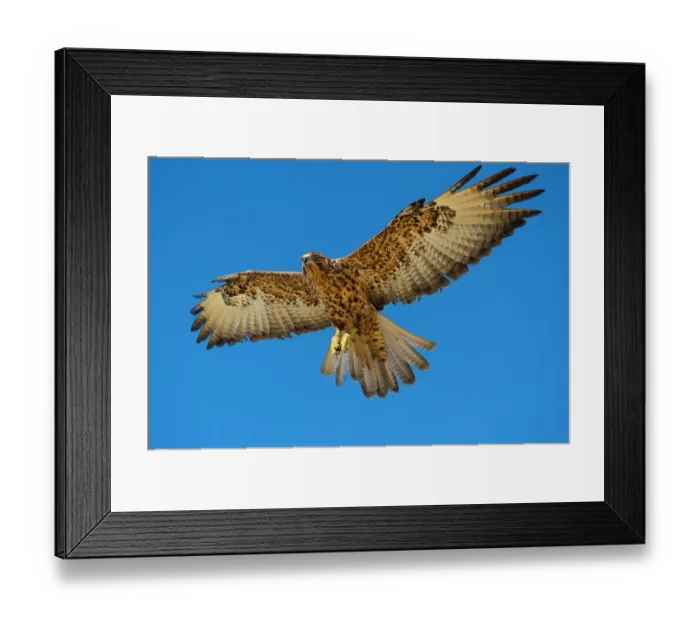 Framed Print : Galapagos hawk (Buteo galapagoensis) in flight against blue sky, Alcedo Volcano, Isabela Island, Galapagos Islands. July Framed Print : Galapagos hawk (Buteo galapagoensis) in flight against blue sky, Alcedo Volcano, Isabela Island, Galapagos Islands. July