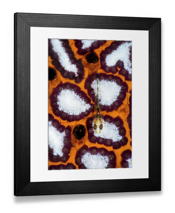 Framed Print : Ghost goby (Pleurosicya sp.) juvenile, resting on the surface of a Colonial seasquirt (Botryllus sp.), Bitung, North Sulawesi, Indonesia, Lembeh Strait, Molucca Sea Framed Print : Ghost goby (Pleurosicya sp.) juvenile, resting on the surface of a Colonial seasquirt (Botryllus sp.), Bitung, North Sulawesi, Indonesia, Lembeh Strait, Molucca Sea
