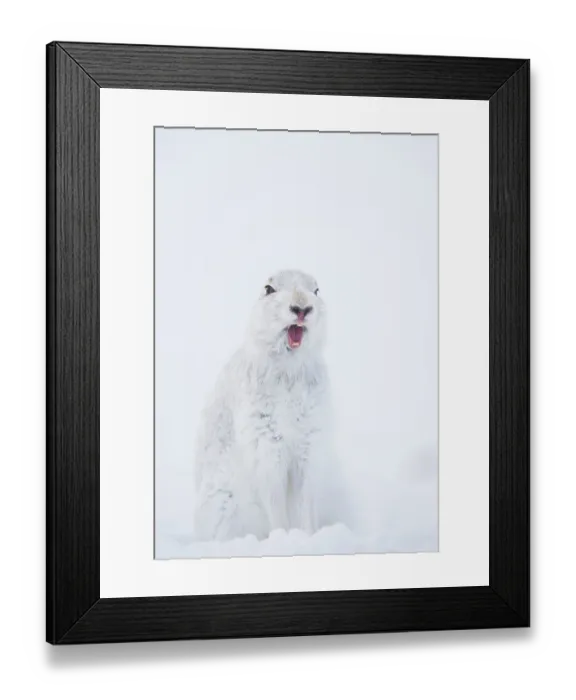 Framed Print : Mountain hare (Lepus timidus) in winter coat, yawning after waking up, Cairngorms National Park, Scotland, UK. February Framed Print : Mountain hare (Lepus timidus) in winter coat, yawning after waking up, Cairngorms National Park, Scotland, UK. February