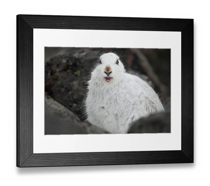 Framed Print : Mountain hare (Lepus timidus) in winter coat, yawning after waking up, Cairngorms National Park, Scotland, UK. February Framed Print : Mountain hare (Lepus timidus) in winter coat, yawning after waking up, Cairngorms National Park, Scotland, UK. February