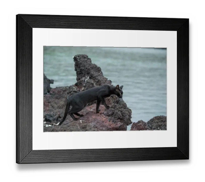 Framed Print : Feral domestic cat (Felis catus) walking on rocks at shore, Punta Albemarle, Isabela Island, Galapagos Islands. June