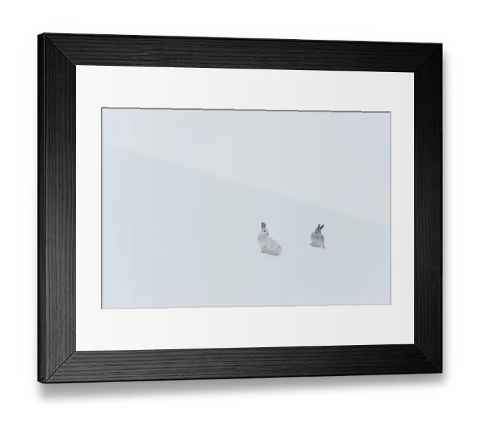 Framed Print : Two Mountain hares (Lepus timidus) sitting on a snow slope high in the mountains. The one on left in winter coat, the other hare is darker and predominantly in summer coat Framed Print : Two Mountain hares (Lepus timidus) sitting on a snow slope high in the mountains. The one on left in winter coat, the other hare is darker and predominantly in summer coat