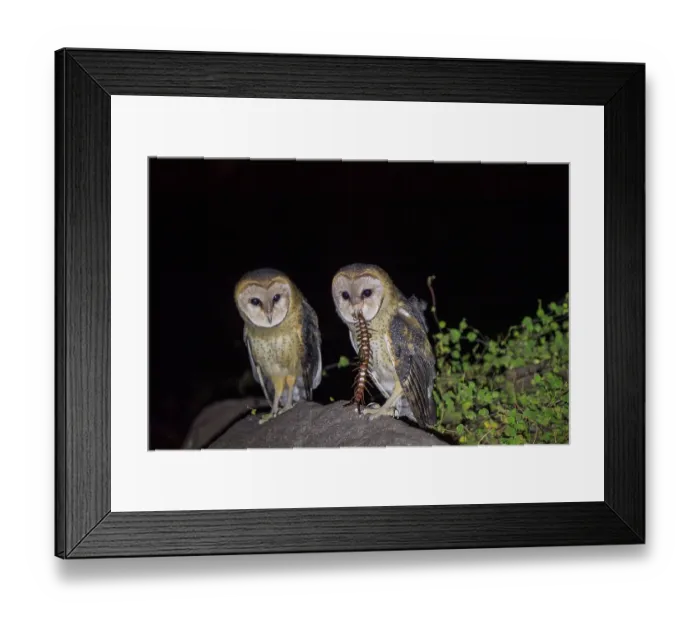 Framed Print : Two Galapagos barn owls (Tyto alba punctatissima) perched on a rock at night, one feeding on Giant centipede, caldera floor of La Cumbre volcano, Fernandina Island Framed Print : Two Galapagos barn owls (Tyto alba punctatissima) perched on a rock at night, one feeding on Giant centipede, caldera floor of La Cumbre volcano, Fernandina Island