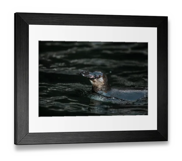 Framed Print : Galapagos penguin (Spheniscus mendiculus) swimming at water surface, Isabela Island, Galapagos Islands, Pacific Ocean. Endangered Framed Print : Galapagos penguin (Spheniscus mendiculus) swimming at water surface, Isabela Island, Galapagos Islands, Pacific Ocean. Endangered