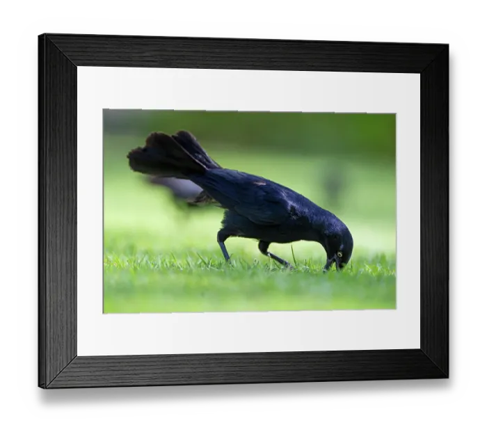 Framed Print : Greater Antillean grackle (Quiscalus niger) digging in grass for food, Grand Cayman, Cayman Islands, British West Indies Framed Print : Greater Antillean grackle (Quiscalus niger) digging in grass for food, Grand Cayman, Cayman Islands, British West Indies