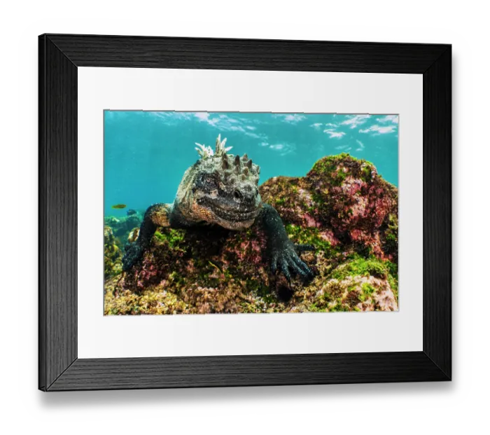 Framed Print : Marine iguana (Amblyrhynchus cristatus) moving over the seabed, Fernandina Island, Galapagos National Park, Galapagos Islands, Pacific Ocean Framed Print : Marine iguana (Amblyrhynchus cristatus) moving over the seabed, Fernandina Island, Galapagos National Park, Galapagos Islands, Pacific Ocean