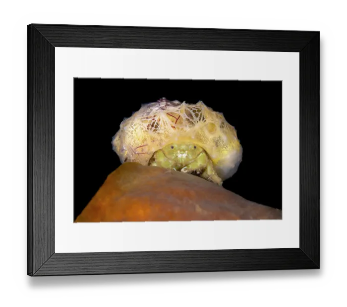 Framed Print : Sponge crab (Dromia dormia) carrying a large sponge on its head, resting on a sponge at night, Bitung, North Sulawesi, Indonesia, Lembeh Strait, Molucca Sea Framed Print : Sponge crab (Dromia dormia) carrying a large sponge on its head, resting on a sponge at night, Bitung, North Sulawesi, Indonesia, Lembeh Strait, Molucca Sea
