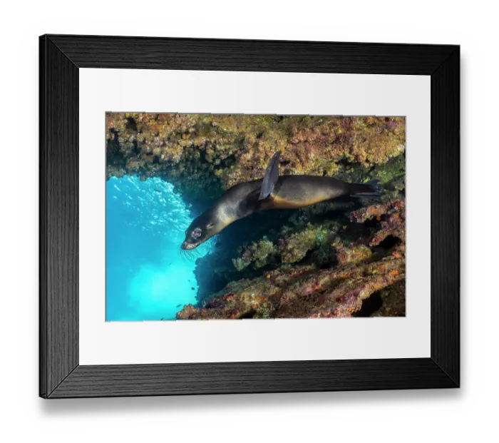 Framed Print : Galapagos sea lion (Zalophus wollebaeki) pup swimming beneath an overhang, Cousins Rock, San Salvador Island, Galapagos Islands, Pacific Ocean. Endangered Framed Print : Galapagos sea lion (Zalophus wollebaeki) pup swimming beneath an overhang, Cousins Rock, San Salvador Island, Galapagos Islands, Pacific Ocean. Endangered