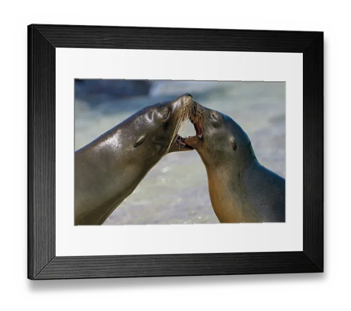 Framed Print : Two Galapagos sea lions (Zalophus wollebaeki) interacting n the surf, San Cristobal Island, Galapagos Islands. Endangered Framed Print : Two Galapagos sea lions (Zalophus wollebaeki) interacting n the surf, San Cristobal Island, Galapagos Islands. Endangered