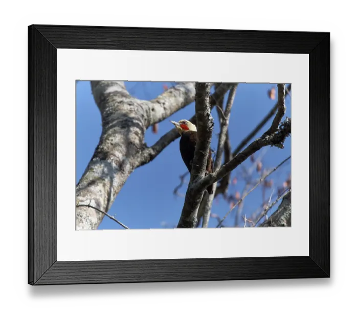Framed Print : Pale-crested woodpecker (Celeus lugubris) perched in tree, Chaco Province, Argentina Framed Print : Pale-crested woodpecker (Celeus lugubris) perched in tree, Chaco Province, Argentina