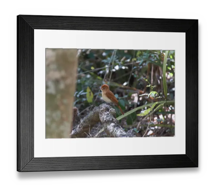 Framed Print : Rufous casiornis (Casiornis rufus) perched on branch, Gran Chaco, Santa Olga, Chaco Province, Argentina Framed Print : Rufous casiornis (Casiornis rufus) perched on branch, Gran Chaco, Santa Olga, Chaco Province, Argentina