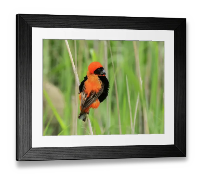 Framed Print : Southern red bishop (Euplectes orix) male guarding territory, perched high up on a reed stem in a reedbed, Robertston, Cape Province, South Africa Framed Print : Southern red bishop (Euplectes orix) male guarding territory, perched high up on a reed stem in a reedbed, Robertston, Cape Province, South Africa