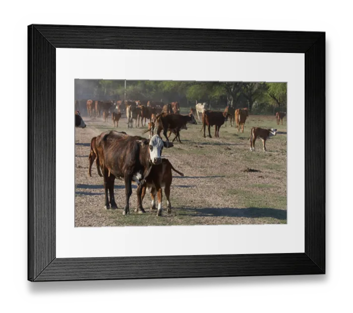 Framed Print : Cattle herd, Gran Chaco, Santa Olga, Chaco Province, Argentina