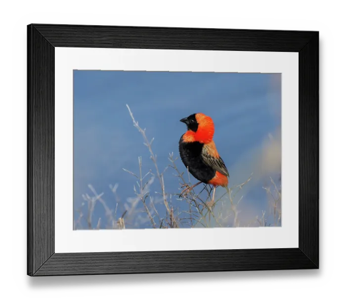Framed Print : RF - Southern red bishop (Euplectes orix) male, perched on dry vegetation, Robertston, Cape Province, South Africa Framed Print : RF - Southern red bishop (Euplectes orix) male, perched on dry vegetation, Robertston, Cape Province, South Africa