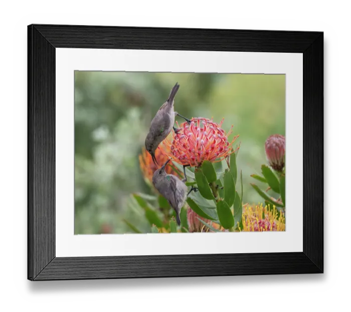 Framed Print : Two Southern double-collared sunbird (Cinnyris chalybeus) juveniles, perched on Sugarbush (Protea sp.) flower head squabbling, Stellenbosch, Cape Province, South Africa Framed Print : Two Southern double-collared sunbird (Cinnyris chalybeus) juveniles, perched on Sugarbush (Protea sp.) flower head squabbling, Stellenbosch, Cape Province, South Africa