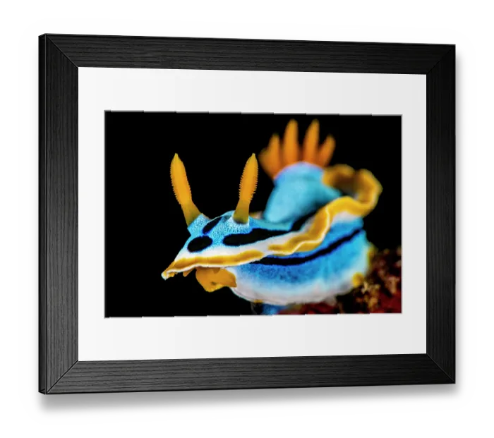 Framed Print : Nudibranch (Chromodoris annae) portrait, on a coral reef, Bitung, North Sulawesi, Indonesia, Lembeh Strait, Molucca Sea