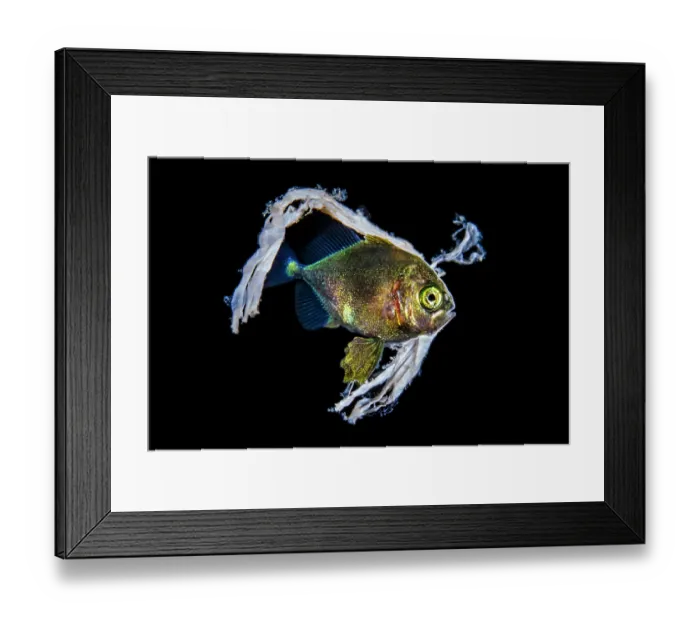Framed Print : Jack (Carangidae) juvenile, sheltering in a piece of plastic, in open water at night, Anilao, Batangas marine protected area, Luzon, Philippines, Verde Island Passages Framed Print : Jack (Carangidae) juvenile, sheltering in a piece of plastic, in open water at night, Anilao, Batangas marine protected area, Luzon, Philippines, Verde Island Passages