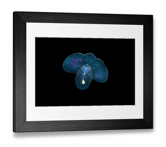 Framed Print : Spectacular coralla (Corolla spectabilis) a pelagic pteropod mollusc / Sea butterfly, drifting in open water at night, Seven Mile Beach, Grand Cayman, Cayman Islands Framed Print : Spectacular coralla (Corolla spectabilis) a pelagic pteropod mollusc / Sea butterfly, drifting in open water at night, Seven Mile Beach, Grand Cayman, Cayman Islands