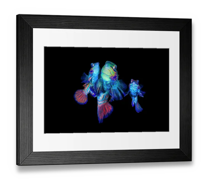 Framed Print : Mandarinfish (Synchiropus splendidus) pair spawning, with another female close by
