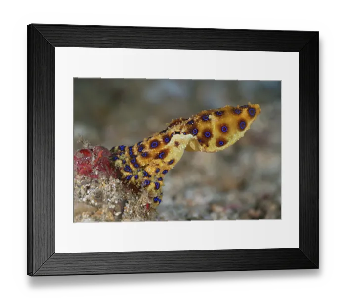 Framed Print : Blue-ringed octopus (Hapalochlaena lunulata) moving over the seabed, Bitung, North Sulawesi, Indonesia, Lembeh Strait, Molucca Sea Framed Print : Blue-ringed octopus (Hapalochlaena lunulata) moving over the seabed, Bitung, North Sulawesi, Indonesia, Lembeh Strait, Molucca Sea