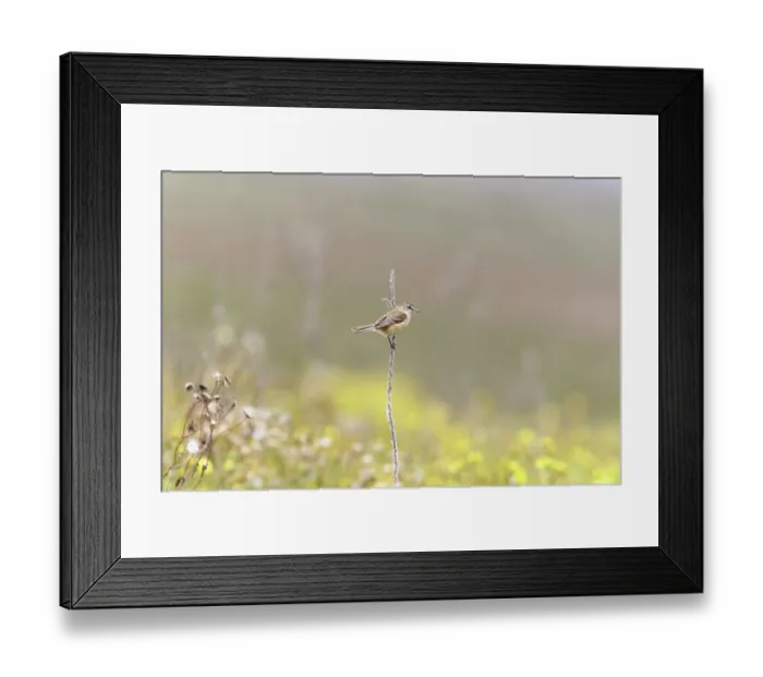 Framed Print : Bearded tachuri (Polystictus pectoralis) perched on plant stem, Ibera Wetlands Provincial Nature Reserve, Corrientes, Argentina Framed Print : Bearded tachuri (Polystictus pectoralis) perched on plant stem, Ibera Wetlands Provincial Nature Reserve, Corrientes, Argentina