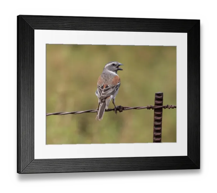 Framed Print : Cape sparrow (Passer melanurus) female, perched on a barbed wire fence, singing, Malgas, Cape Province, South Africa Framed Print : Cape sparrow (Passer melanurus) female, perched on a barbed wire fence, singing, Malgas, Cape Province, South Africa