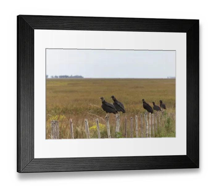 Framed Print : Group of Black vultures (Coragyps atratus) perched in a line on fence posts looking out over habitat of Ibera Wetlands Provincial Nature Reserve, Corrientes, Argentina Framed Print : Group of Black vultures (Coragyps atratus) perched in a line on fence posts looking out over habitat of Ibera Wetlands Provincial Nature Reserve, Corrientes, Argentina
