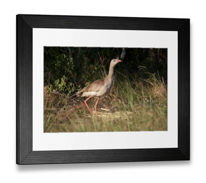 Framed Print : Red-legged seriema (Cariama cristata) calling, Ibera Wetlands Provincial Nature Reserve, Corrientes, Argentina Framed Print : Red-legged seriema (Cariama cristata) calling, Ibera Wetlands Provincial Nature Reserve, Corrientes, Argentina