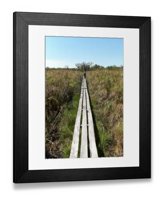 Framed Print : Boardwalk footpath through grassland habitat, Gran Chaco, Santa Olga, Chaco Province, Argentina. October, 2008 Framed Print : Boardwalk footpath through grassland habitat, Gran Chaco, Santa Olga, Chaco Province, Argentina. October, 2008