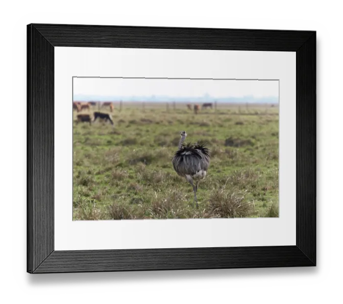 Framed Print : Greater rhea (Rhea americana albescens) walking through field with cattle in background, Ibera Wetlands Provincial Nature Reserve, Corrientes, Argentina Framed Print : Greater rhea (Rhea americana albescens) walking through field with cattle in background, Ibera Wetlands Provincial Nature Reserve, Corrientes, Argentina