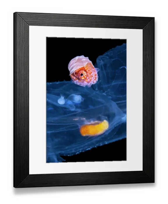 Framed Print : Brown paper nautilus (Argonauta hians) female, with the spiral shell she uses to lay her eggs inside, attached to a Salp (Salpidae) chain, Anilao, Batangas marine protected area Framed Print : Brown paper nautilus (Argonauta hians) female, with the spiral shell she uses to lay her eggs inside, attached to a Salp (Salpidae) chain, Anilao, Batangas marine protected area