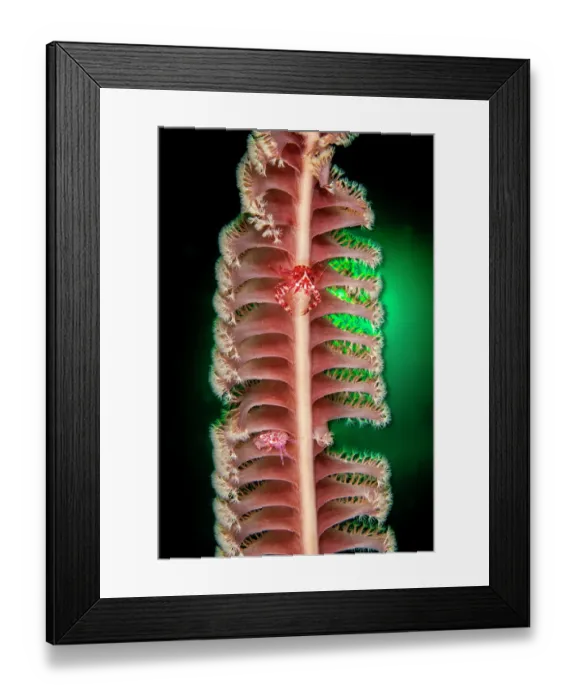 Framed Print : Four-lobed porcelain crab (Lissoporcellana quadrilobata) resting on a Seapen (Pteroeides sp.), Anilao, Batangas marine protected area, Luzon, Philippines, Verde Island Passages Framed Print : Four-lobed porcelain crab (Lissoporcellana quadrilobata) resting on a Seapen (Pteroeides sp.), Anilao, Batangas marine protected area, Luzon, Philippines, Verde Island Passages