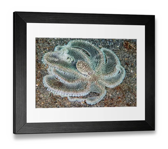 Framed Print : Long arm octopus (Macrotritopus sp.) undescribed species, resting on the seabed, Bitung, North Sulawesi, Indonesia, Lembeh Strait, Molucca Sea Framed Print : Long arm octopus (Macrotritopus sp.) undescribed species, resting on the seabed, Bitung, North Sulawesi, Indonesia, Lembeh Strait, Molucca Sea