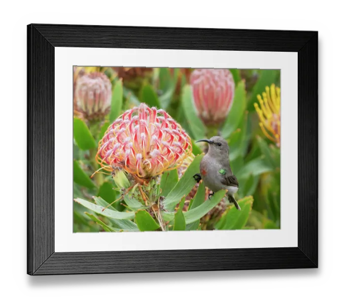 Framed Print : Southern double-collared sunbird (Cinnyris chalybeus) female, perched beside a Sugarbush (Protea sp.) flower head about to feed, Stellenbosch, Cape Province, South Africa Framed Print : Southern double-collared sunbird (Cinnyris chalybeus) female, perched beside a Sugarbush (Protea sp.) flower head about to feed, Stellenbosch, Cape Province, South Africa