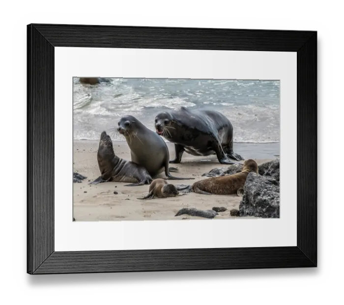 Framed Print : Three Galapagos sea lions (Zalophus wollebaeki) on the beach at Puerto Baquerizo Moreno, San Cristobal Island, Galapagos Islands. Endangered Framed Print : Three Galapagos sea lions (Zalophus wollebaeki) on the beach at Puerto Baquerizo Moreno, San Cristobal Island, Galapagos Islands. Endangered