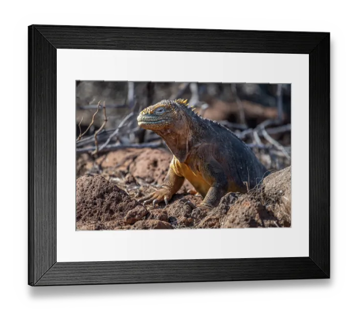 Framed Print : Galapagos land iguana (Conolophus subcristatus) portrait, North Seymour Island, Galapagos Islands Framed Print : Galapagos land iguana (Conolophus subcristatus) portrait, North Seymour Island, Galapagos Islands