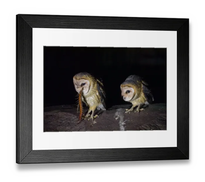Framed Print : Two Galapagos barn owls (Tyto alba punctatissima) perched on a rock at night, one feeding on Giant centipede, caldera floor of La Cumbre volcano, Fernandina Island Framed Print : Two Galapagos barn owls (Tyto alba punctatissima) perched on a rock at night, one feeding on Giant centipede, caldera floor of La Cumbre volcano, Fernandina Island