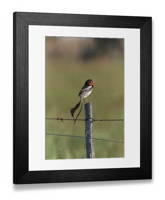 Framed Print : Strange-tailed tyrant (Alectrurus risora) male, perched on fence post, Ibera Wetlands Provincial Nature Reserve, Corrientes, Argentina Framed Print : Strange-tailed tyrant (Alectrurus risora) male, perched on fence post, Ibera Wetlands Provincial Nature Reserve, Corrientes, Argentina