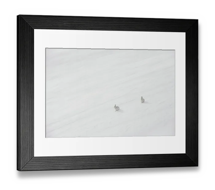 Framed Print : Two Mountain hares (Lepus timidus) in winter coat, sitting on a snow slope high in the mountains, Cairngorms National Park, Scotland, UK. March Framed Print : Two Mountain hares (Lepus timidus) in winter coat, sitting on a snow slope high in the mountains, Cairngorms National Park, Scotland, UK. March