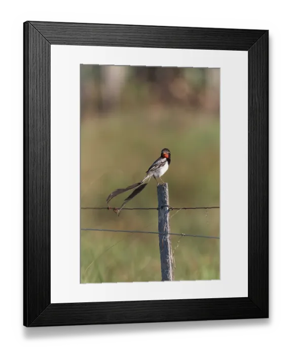 Framed Print : Strange-tailed tyrant (Alectrurus risora) male, perched on fence post, Ibera Wetlands Provincial Nature Reserve, Corrientes, Argentina Framed Print : Strange-tailed tyrant (Alectrurus risora) male, perched on fence post, Ibera Wetlands Provincial Nature Reserve, Corrientes, Argentina