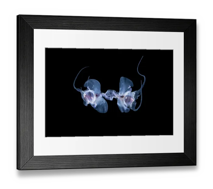 Framed Print : Pelagic pteropods (Cavolinia globulosa) pair, coupled for mating in open water at night, Anilao, Batangas marine protected area, Luzon, Philippines, Verde Island Passages Framed Print : Pelagic pteropods (Cavolinia globulosa) pair, coupled for mating in open water at night, Anilao, Batangas marine protected area, Luzon, Philippines, Verde Island Passages