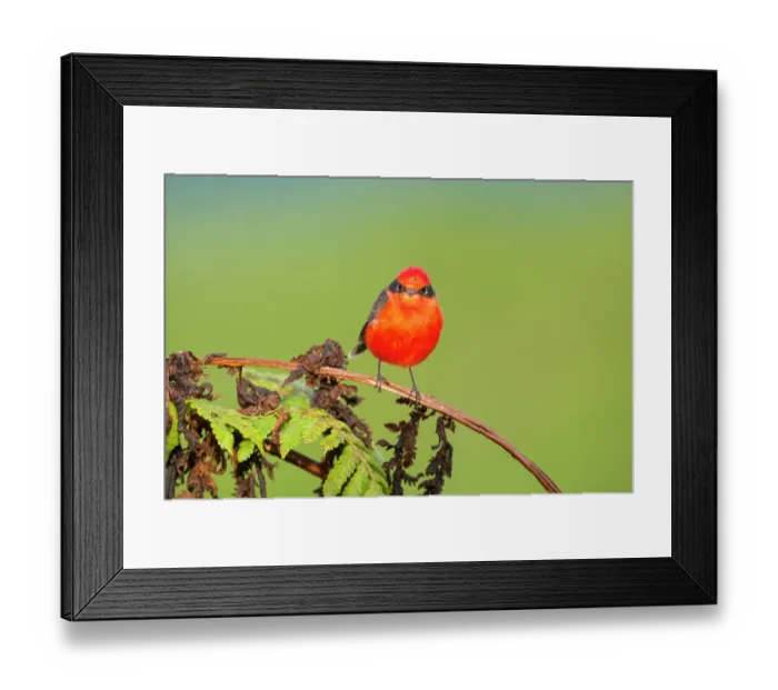 Framed Print : Little vermillion flycatcher (Pyrocephalus nanus) perched on fern frond, Santo Thomas, Isabela Island, Galapagos Islands. June Framed Print : Little vermillion flycatcher (Pyrocephalus nanus) perched on fern frond, Santo Thomas, Isabela Island, Galapagos Islands. June