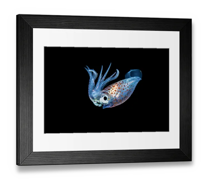 Framed Print : Pelagic squid (Abralia sp.) drifting in open water, at night, Bitung, North Sulawesi, Indonesia, Lembeh Strait, Molucca Sea Framed Print : Pelagic squid (Abralia sp.) drifting in open water, at night, Bitung, North Sulawesi, Indonesia, Lembeh Strait, Molucca Sea