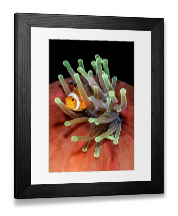 Framed Print : Ocellaris clownfish (Amphiprion ocellaris) resting in its Magnificent sea anemone (Heteractis magnifica) home on a coral reef, Bitung, North Sulawesi, Indonesia, Lembeh Strait Framed Print : Ocellaris clownfish (Amphiprion ocellaris) resting in its Magnificent sea anemone (Heteractis magnifica) home on a coral reef, Bitung, North Sulawesi, Indonesia, Lembeh Strait
